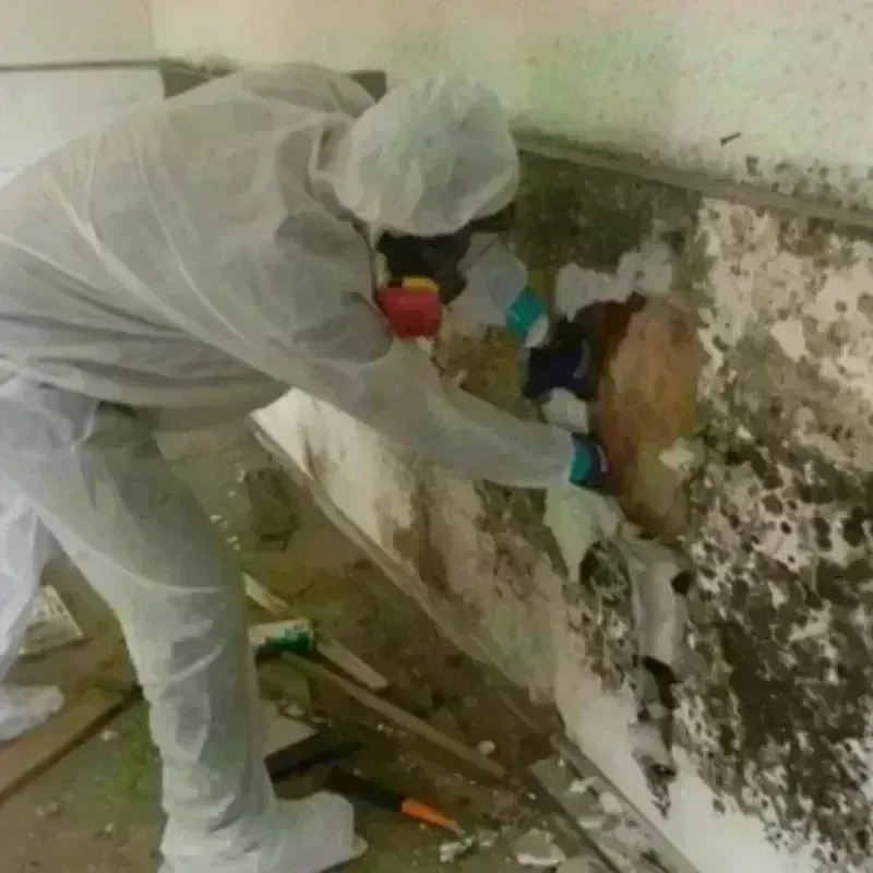 Mold Remediation and Removal in Saint Elmo, IL